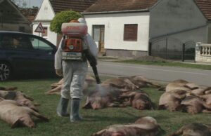 Za naknadu štete izazvane afričkom kugom svinja dva miliona KM