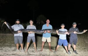 To je bilo čudovište: Trebalo je pet muškaraca da uhvati džinovskog pitona, hrvali se s njim 45 minuta