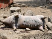 Dva miliona maraka za saniranje posljedica svinjske kuge