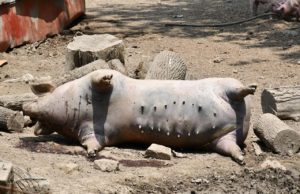 Dva miliona maraka za saniranje posljedica svinjske kuge