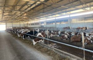 U BiH se gradi najsavremenija farma u regionu, roboti će musti krave