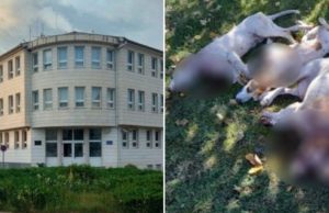 Maloljetnik (14) iz Širokog Brijega zaklao šestero pasa