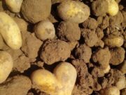 Pokrenuta inicijativa o zaštiti geografskog porijekla glamočkog krompira