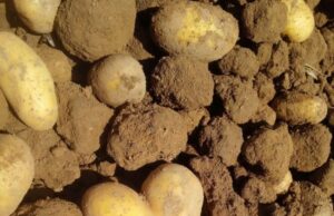 Pokrenuta inicijativa o zaštiti geografskog porijekla glamočkog krompira