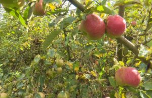 Loša godina podigla cijene voća