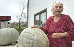 Nana iz Cazina uzgaja bundeve teške i do 50 kilograma