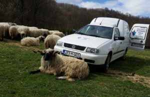 Sanski Most: Evidentirani slučajevi zaraze brucelozom