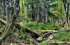 Endemske prašume bogatstvo Unsko-sanskog kantona