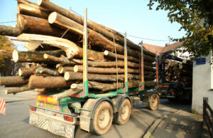 Prodavali trupce na crno