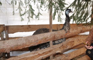 Otvorena izložba sitnih životinja