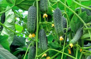 Novi: Zadruga “Agronova” preuzima ugovornu prozvodnju krastavca od njemačke firme “Karl Kine”