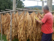 Proizvodnja duhana na koljenima, Semberci očekuju veću podršku