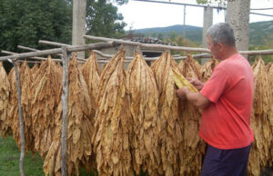Proizvodnja duhana na koljenima, Semberci očekuju veću podršku