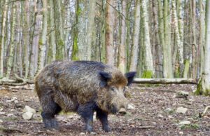 Afrička kuga svinja potvrđena na leševima divljih svinja