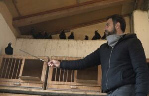 Prijedorčanin jedini u BiH uzgaja ovu autohtonu rasu golubova