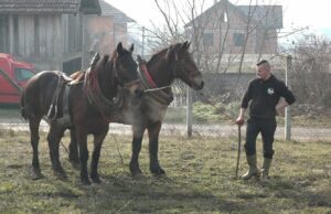Organizovana izložba i druženje uzgajivača i ljubitelja konja