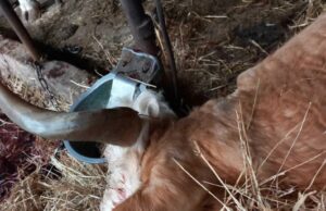 Prijedor: Sedam krava stradalo od strujnog udara