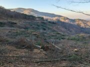 Nelegalno posječena zaštićena šuma veličine 28 fudbalskih terena