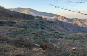 Nelegalno posječena zaštićena šuma veličine 28 fudbalskih terena