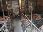 Isplaćena dva miliona KM za prevazilaženje posljedica izazvanih afričkom kugom svinja