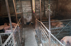 Isplaćena dva miliona KM za prevazilaženje posljedica izazvanih afričkom kugom svinja