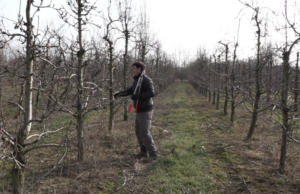Kako toplo vrijeme utiče na voće