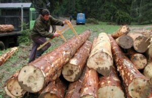 Novinari i inspektori natjerali Šume Rs da rade svoj posao