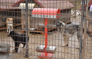 Bolji uslovi za prihvatanje napuštenih pasa u Kurevu