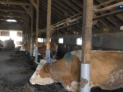 Sanski Most: Pad proizvodnje mlijeka