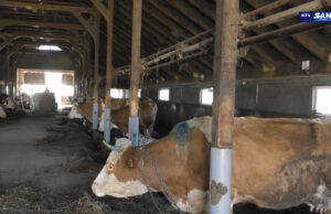 Sanski Most: Pad proizvodnje mlijeka