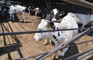 Koliko uvozimo: Na goveda, ovce, koze, magarce potrošeno više od 88 miliona KM