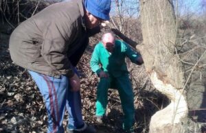 Invazija u potkozarskim rijekama: Dabrovi sijeku voćnjake, pregrađuju vodotoke