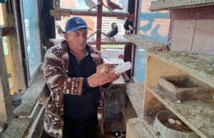 Zbog golubova trpim kritike supruge