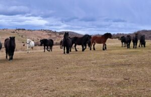 Veličanstveni konji ukrasili Mulež