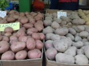 Glamočki krompir dobija “ličnu kartu”