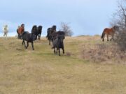 Na Muležu, slobodni u prirodi, obitavaju divlji konji (FOTO)