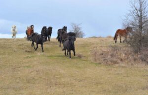 Na Muležu, slobodni u prirodi, obitavaju divlji konji (FOTO)