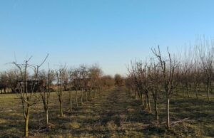 JAVNI POZIV Za odabir korisnika za podizanje zasada šljive, jabuke, kruške, borovnice