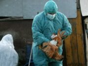 Ptičija gripa registrovana u Bosanskoj Gradišci i Srpcu