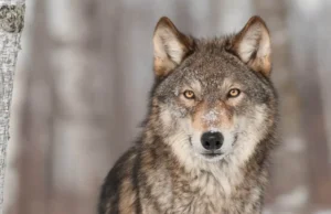 Vuk nadmudrio 600 lovaca na Ozrenu