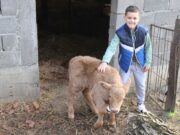 Čim dođe iz škole, prvo trči u štalu