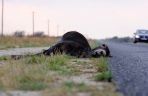 Prijedorčanka vozilom pregazila magarca
