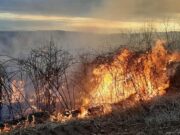 Kazne do 1.000 KM za paljenje korova bez najave