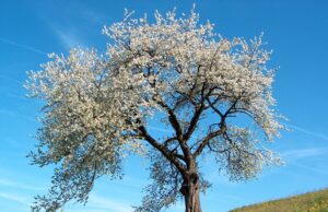 Danas je prvi dan proljeća: Znate li zašto već godinama dolazi dan ranije?
