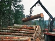 Pad izvoza u drvnoj industriji