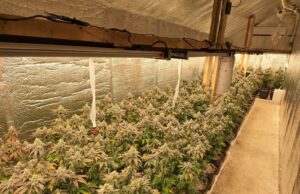 Prijedor: Oduzeto oko 1,2 kg kokaina, pronađena laboratorija i više kg marihuane