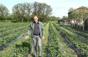 Na području Prijedora se smanjuje broj proizvođača jagoda