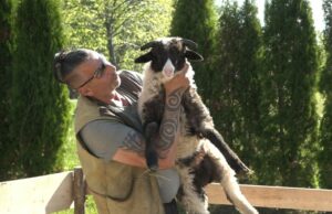 “Kozaračka pramenka” iz Kozarca – brojni izlagači na izložbi ovaca