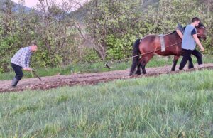 Mladi Drvarčanin uz pomoć konja i pluga priprema sjetvu