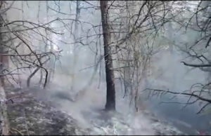 Sanski Most: Požar zahvatio dio od oko 50 hiljada tek posađenih sadnica crnogoričnog drveća